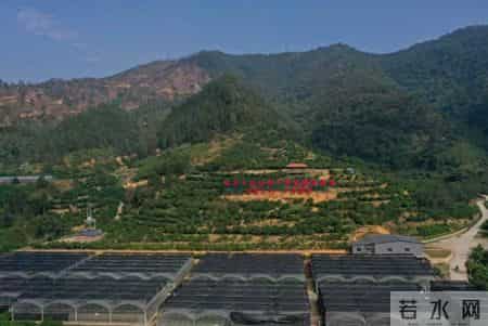 中华财险云浮中心支公司落地云浮市  首单地方财政补贴性南药种植保险