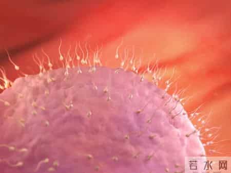 怀孕1-40周，胎儿发育每周变化！孕妈妈的干货科普