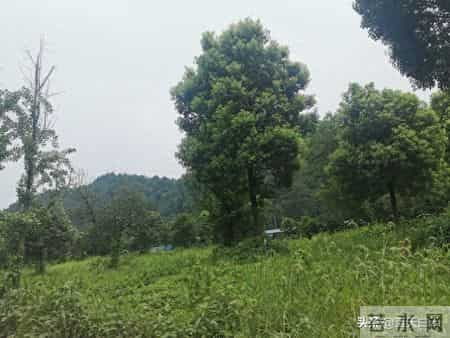 一段很现实的话：有孙子的晚年和没孙子的晚年，过的是两人生