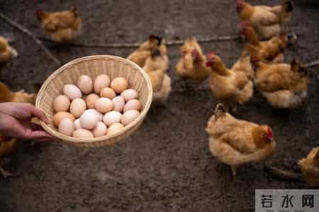 鸡蛋能不能天天吃？医生建议：过了70岁以后，吃鸡蛋牢记5个关键