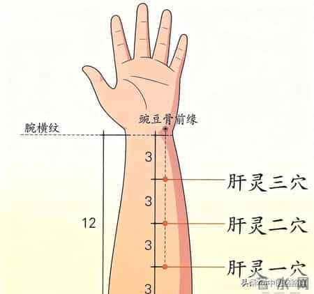 肝灵穴—主治肝胆疾病、脊椎疾病、坐骨神经痛