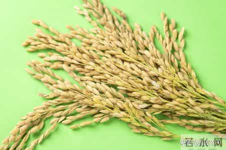 你给孩子吃的大米,镉含量可能超标三倍》