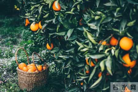 吃降压药不能吃橙子？再三提醒：降温后，吃降压药时远离 “4 物”