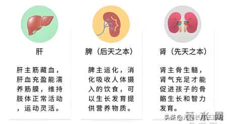 矮小就怕2种药，这个冬天冲水喝，健脾养肾强体质，孩子个头猛长