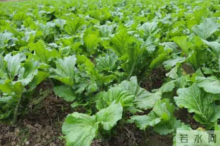 小寒后，使劲吃这菜，一驱寒、二健脾胃、三强筋骨，别不懂吃！