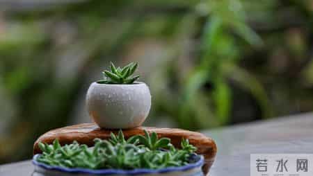 外孙入托女婿请我去旅游，七天回来发现没我地方，背包回老家独居