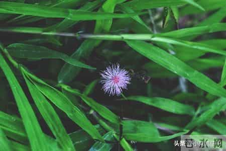 把耐心留给孩子，往后余生静待花开不慌张