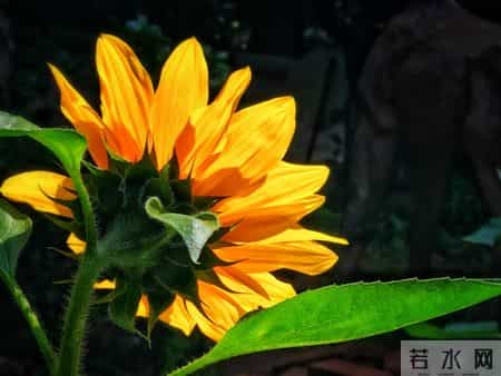 尽早告诉孩子：保护自己才是头等大事，认输投降不丢人