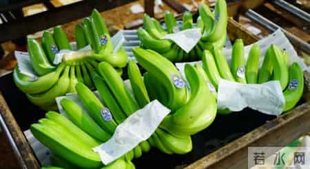 4种水果已被列入“致癌名单”，吃多了致癌，可信吗？告诉你真相