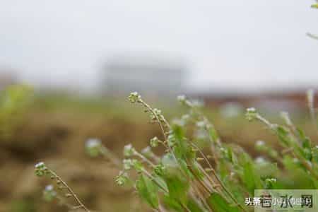 把耐心留给孩子，往后余生静待花开不慌张