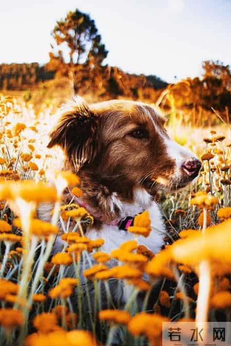 属狗人等的破局时刻，终于在1月6至9日（尤其7号）来了！