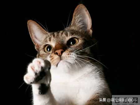 猫咪蹭蹭打呼噜，居然能帮自闭症孩子缓解焦虑