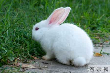 2026属兔人迎双重惊喜！3月事业进阶8月遇贵人，努力皆有回响