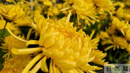 不是所有茶都能喝，医生：高血压患者喝错一口，血压飙升