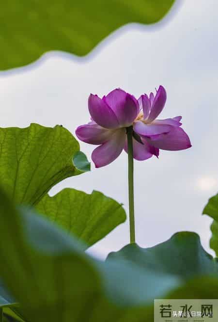 从现在起，每天默念这一句：坏事也能变好事，好运不请都来！