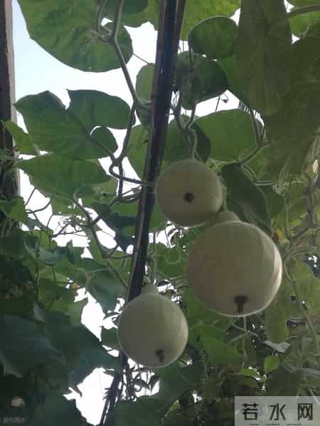 制度设计的理想化：完美乃美的最大劲敌