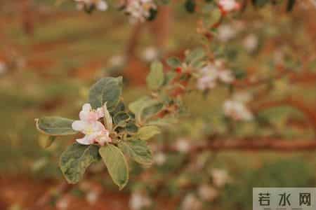 一个很残忍的真相：二胎的家庭，第一胎是女儿的更好