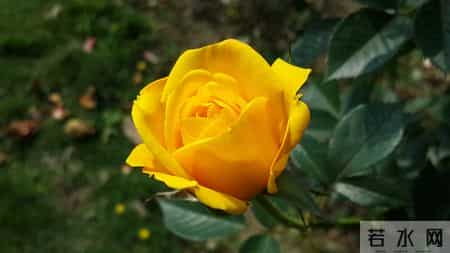 1月8日，星期四，寅虎，即将有惊喜发生