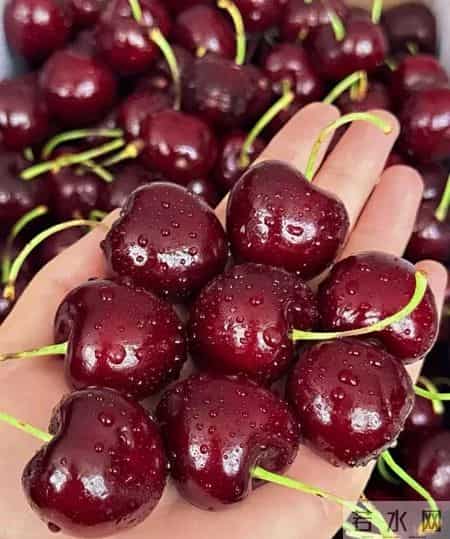 杭州娃吃15颗车厘子进医院！急性肠胃炎+酸中毒，家长警惕