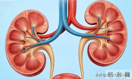 别等肾损伤不可逆！肾小球肾炎藏得深，这些预警症状一定要早察觉