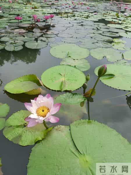 父亲总说弟弟比我孝顺，把父亲送弟弟家一周，他打电话来诉苦。