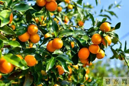 吃金桔，要不要吃皮？营养专家告诉你：金桔的皮，是否对健康有益