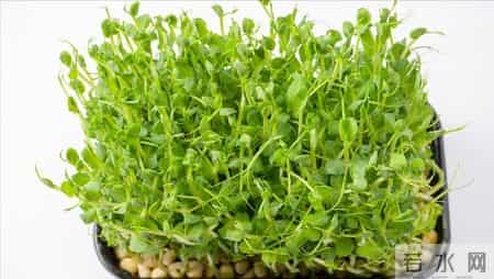 素食中的嘌呤大户，越吃痛风、肾病来得越快，再喜欢也要少吃