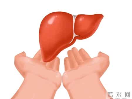 长期服用护肝片，身体正在发生的四个关键变化与真相
