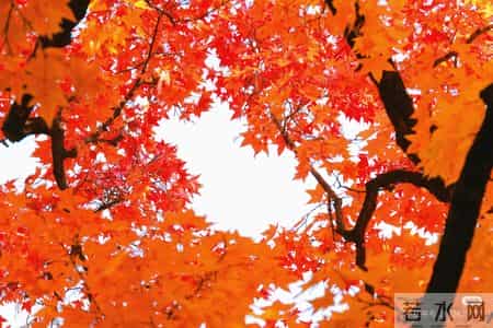 父母老了才开始看你脸色？其实他们不是怕，是太在乎。