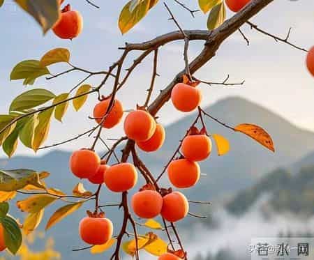 善念如种，回报似花