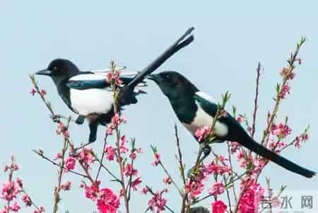 喜鹊临门，必有好事，孩子转运的时刻到了，请签收！