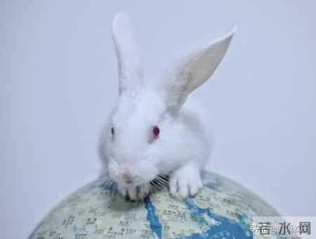 2026属兔人1月关键10天！三大机遇加持，稳妥把握开启顺途年