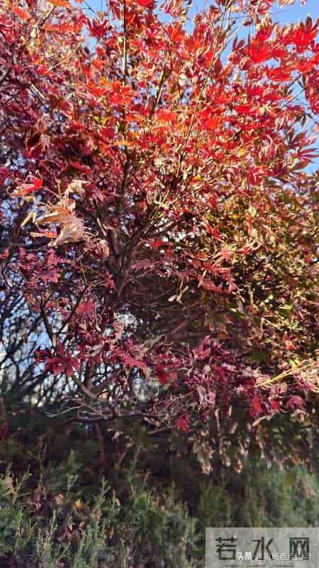 那个总请同事喝奶茶的人，后来被孤立了