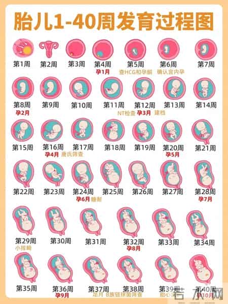 胎儿1-40周发育全攻略！孕妈照做，宝宝健康长大