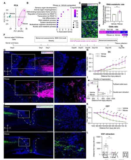 神经修复的“代谢开关”：给点“糖”，让受损神经再生长