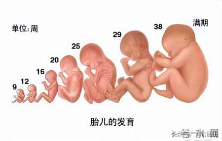 NT提示鼻骨缺失，怎么办？