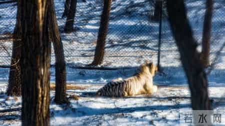 警惕！属虎人1月9号3大喜事，第二件让很多人后悔错过