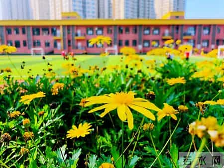 九龙坡区蟠龙小学发布招聘公告