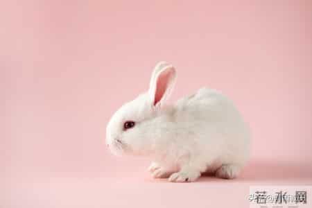 2026属兔人1月关键10天！三大机遇加持，稳妥把握开启顺途年