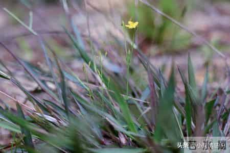 把耐心留给孩子，往后余生静待花开不慌张