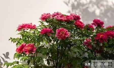 两生关系-68岁女人大实话，男人过了71岁，只剩下两个用处