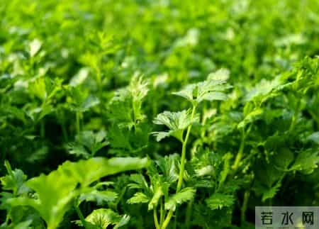 42岁女性患上高血脂，天天吃芹菜，2个月后复查，医生：你咋做到