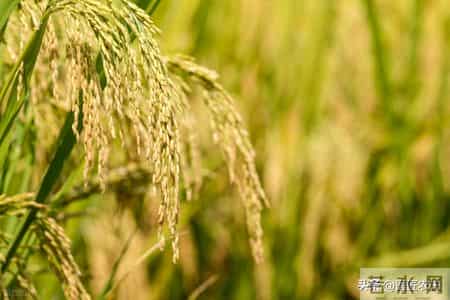 你给孩子吃的大米,镉含量可能超标三倍》