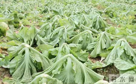 小寒后，使劲吃这菜，一驱寒、二健脾胃、三强筋骨，别不懂吃！