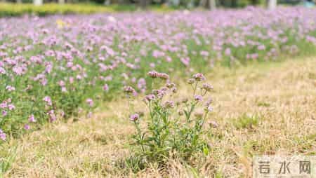 【我的退休故事】：退休后养成这三个习惯，余生日子越过越舒心