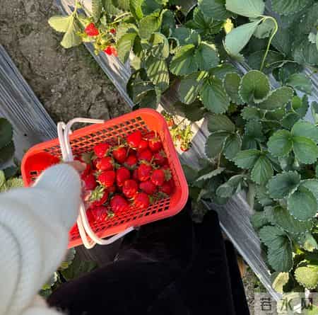 被曝“最脏水果”第一名，给娃吃易上吐下泻？关键操作看这里