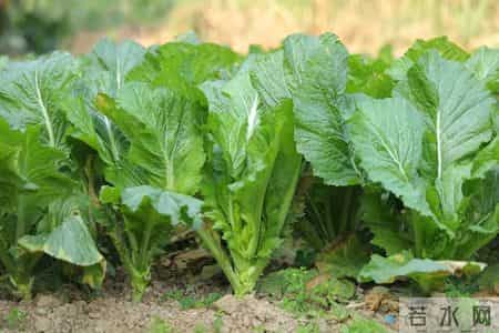 小寒后，使劲吃这菜，一驱寒、二健脾胃、三强筋骨，别不懂吃！