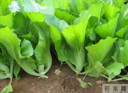 小寒后，使劲吃这菜，一驱寒、二健脾胃、三强筋骨，别不懂吃！