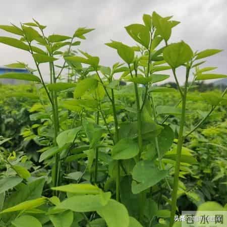 干了三年菜二道贩一天赚1000块突然不想干了