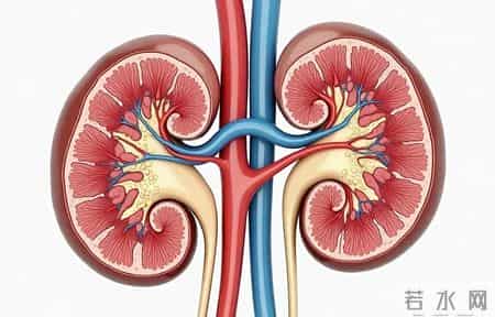 高血压必须滴酒不沾吗？医生：高血压喝酒，或要承受这5个后果